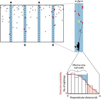 Frontiers | Estimating the Abundance of Marine Mammal Populations